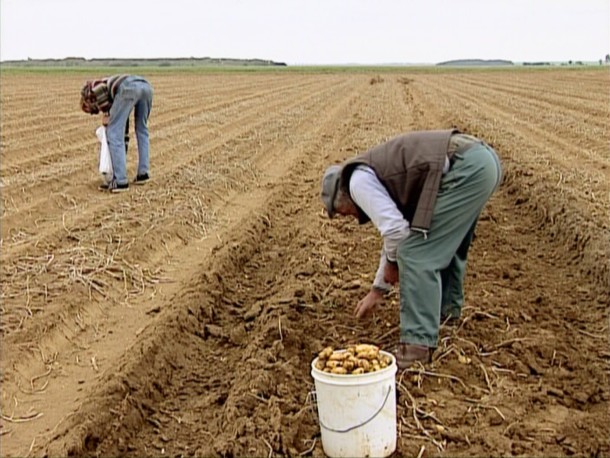 Le Glaneurs et la glaneuse